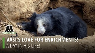 Vasi's Love For Enrichments: A Day In His Life!