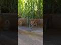 مصارعة المياو Kitten قطط Cat Domestic Cutecat Dogs Cute Lion Chat Cats مصارعة المياو Kitten قطط Cat Domestic Cutecat Dogs Cute Lion Chat Cats