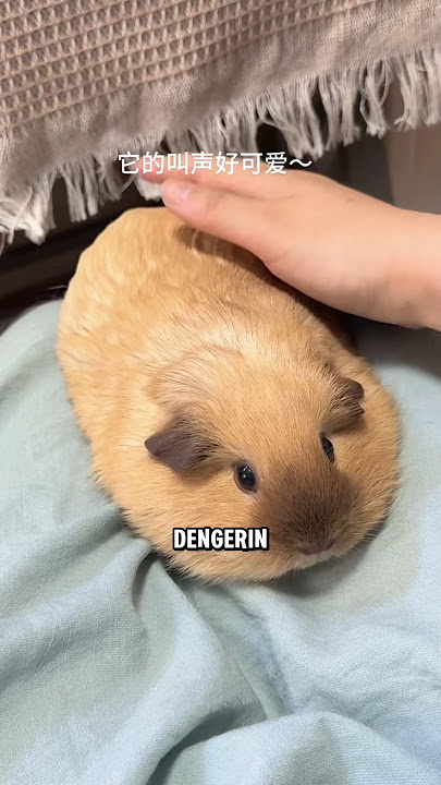 TERNYATA SEPERTI INI SUARA MARMUT, COMEL DAN LUCU BANGET