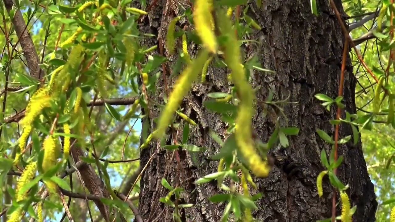 Trees Can Talk! درخت ایک دوسرے سے بات کرتے ہیں | Facts Urdu