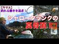 【ヤリエ】釣れる動きを追求!シャロークランクの 真骨頂!