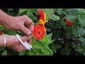 How To Dry Flowers | How To Preserve Flowers Very Quickly