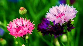 Cornflower, blue hibiscus (HD1080p)