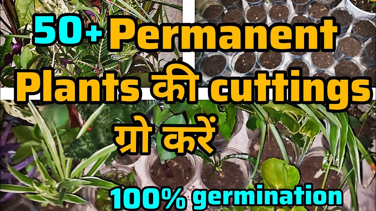  50+ Permanent Plants Cutting से grow करें 🌿|| कैसे लगाएँ  for 100% Rooting Success ||🌺🍃