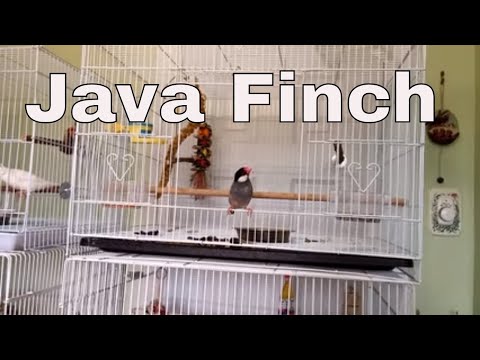 Twilights First Flight in the Birdroom | Java Sparrow