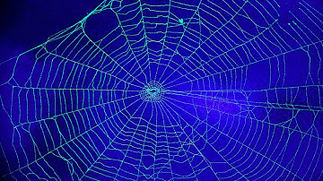 Preserving a real spiderweb