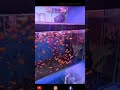 aquascape ikan molly #73