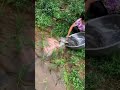 🌾 RiceFish Farming: A smart techniquethatcombinespaddy cultivationwithfishfarmingfor higher profits