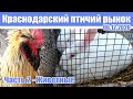 Птичий рынок Краснодара [06.12.2020] - Часть 2. Животные.