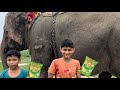 Elephant giving chip to kids 😍