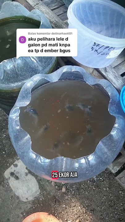 Cultivating catfish in gallons #catfish #gallonpond #legallefish #usedgallons