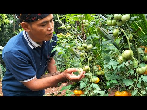 Video: Tomat Hijau Pedas