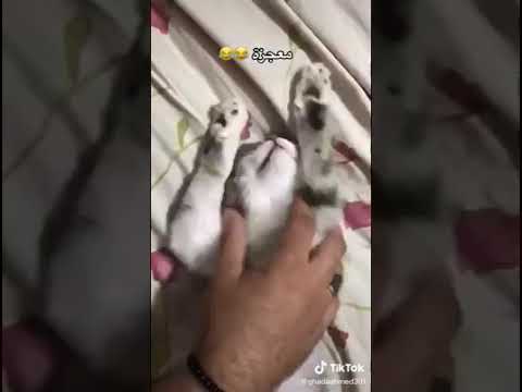 مياوهات القطه نومي خفيف خالص وبصحي من اقل نفس