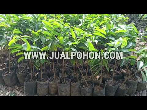 Bibit Sirsak Madu Berkualitas Tinggi, Kebun Lebih Produktif!