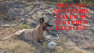 Belgian Shepherd, Malinois, and Tervuren Exercise by Barkercise 443 views 3 years ago 7 minutes, 31 seconds