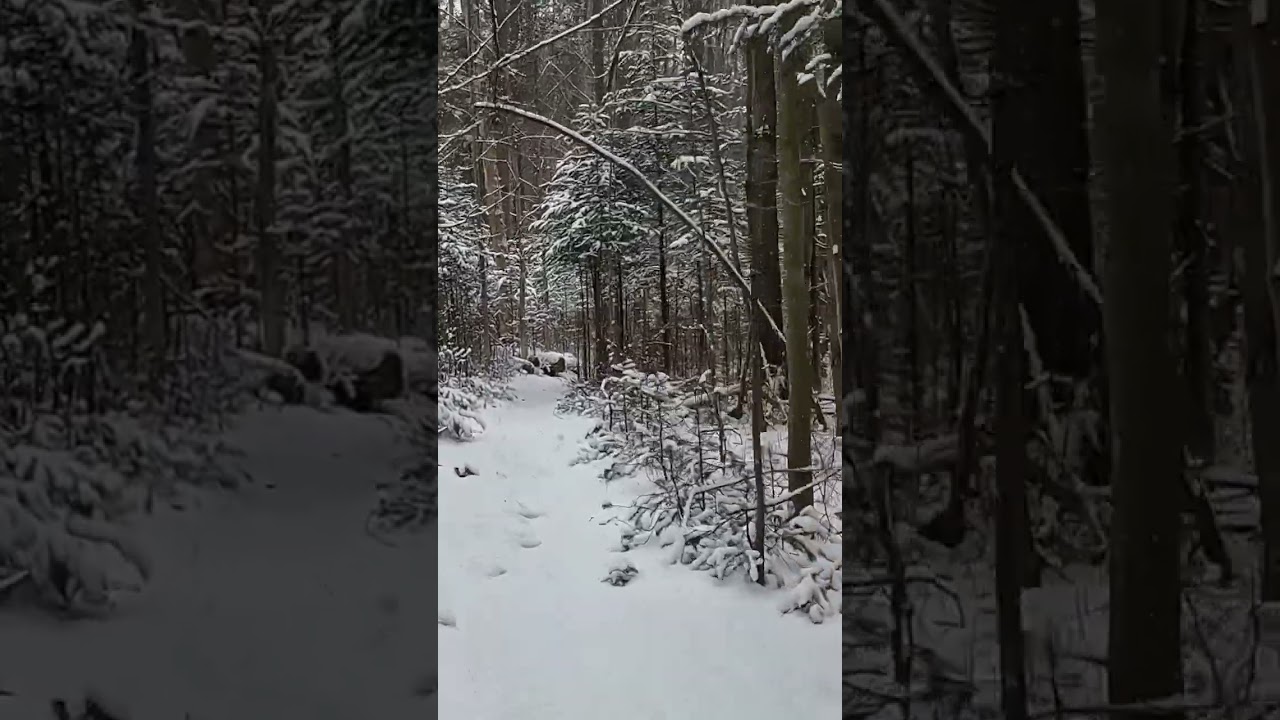 North country trail via Finger lakes trail virgil mountain 