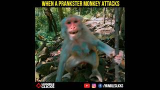 Monkey Attacks a Hiker on pipeline track ayubia nathiagali #travel #tourism #humbleclicks