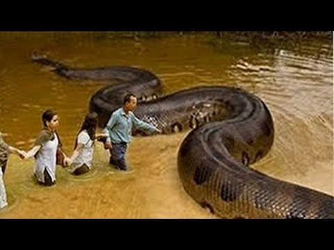 what is the largest anaconda ever caught
