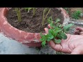 How to grow Mint at home ? || घर पर पुदीना कैसे उगाये? || Fun Gardening || 22 May, 2017