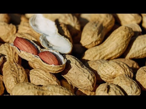 Video: 10 natürliche Wege, um die Gelenkschmerzen Ihres Berner Berges zu lindern