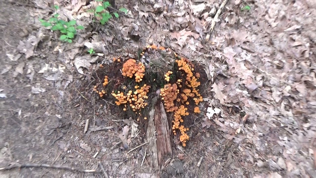 Listen for unusual sounds picked by the audio