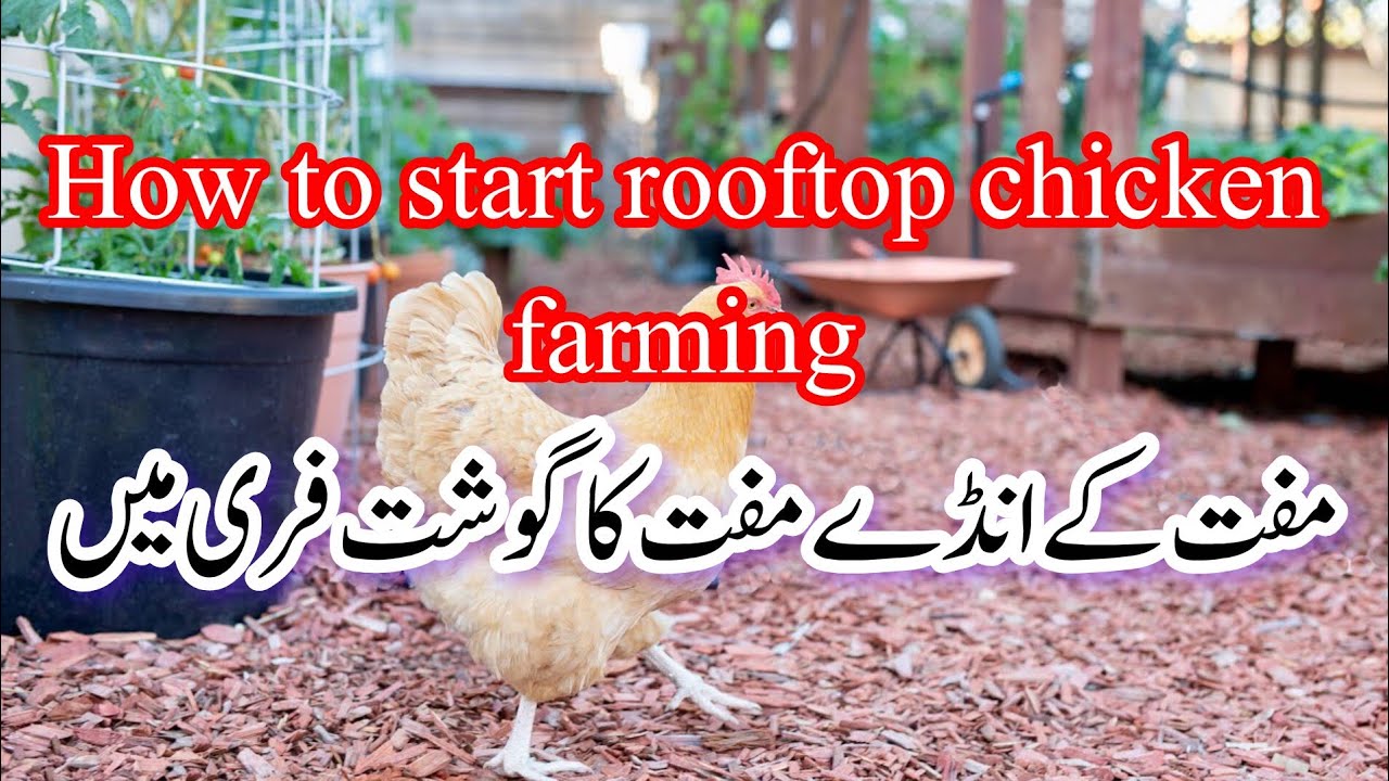 Guide to chicken farming at home.Use of kitchen waste in your garden@lifewithplants121