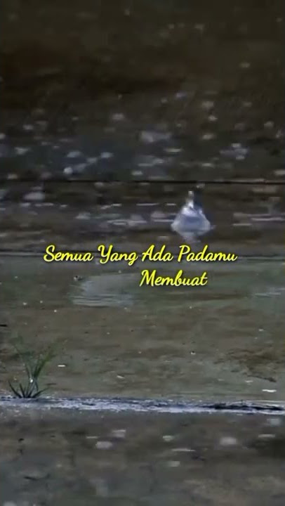Kau Yang Kusayang _The Rollies [cover] #janganlupasubscribe #statuswa #therollies #kauyangkusayang