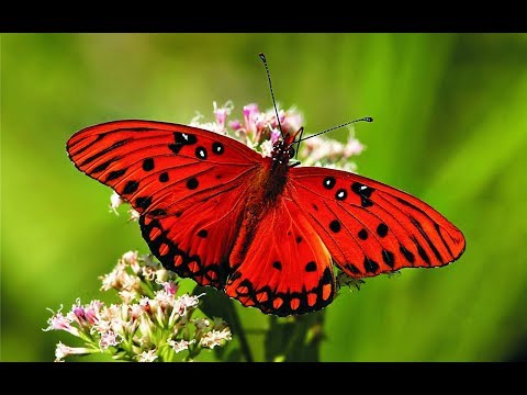 Video: Neden Kelebekleri Yakalayamazsın