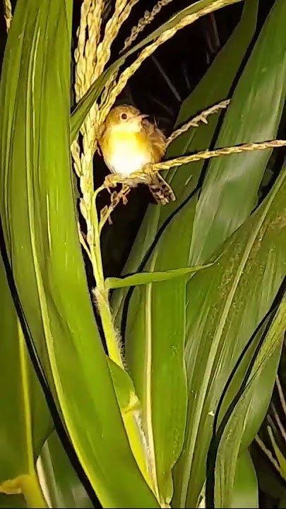 Burung salome diujung pohon jagung