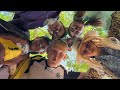 какими бы были барбоскины в жанре мистика?(буфанада)/БРОДЯЖКИНЫ/ДОЛ Звездочка/3отряд2смена2024