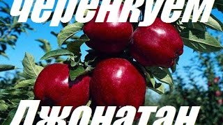 Черенкуем яблоню - Chereches Apple Черенкуем яблоню - Chereches Apple