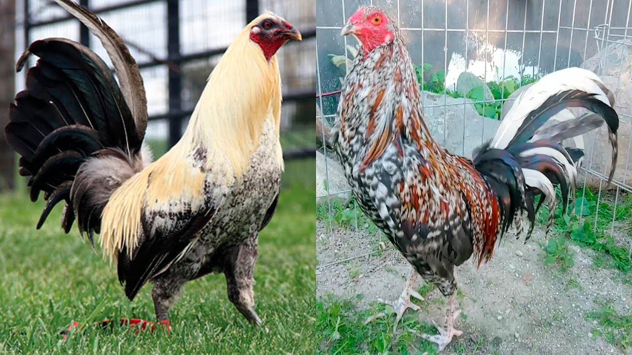 Gallos Bulicos vs Giros, La mejor calidad de Gallos Giros y colorados