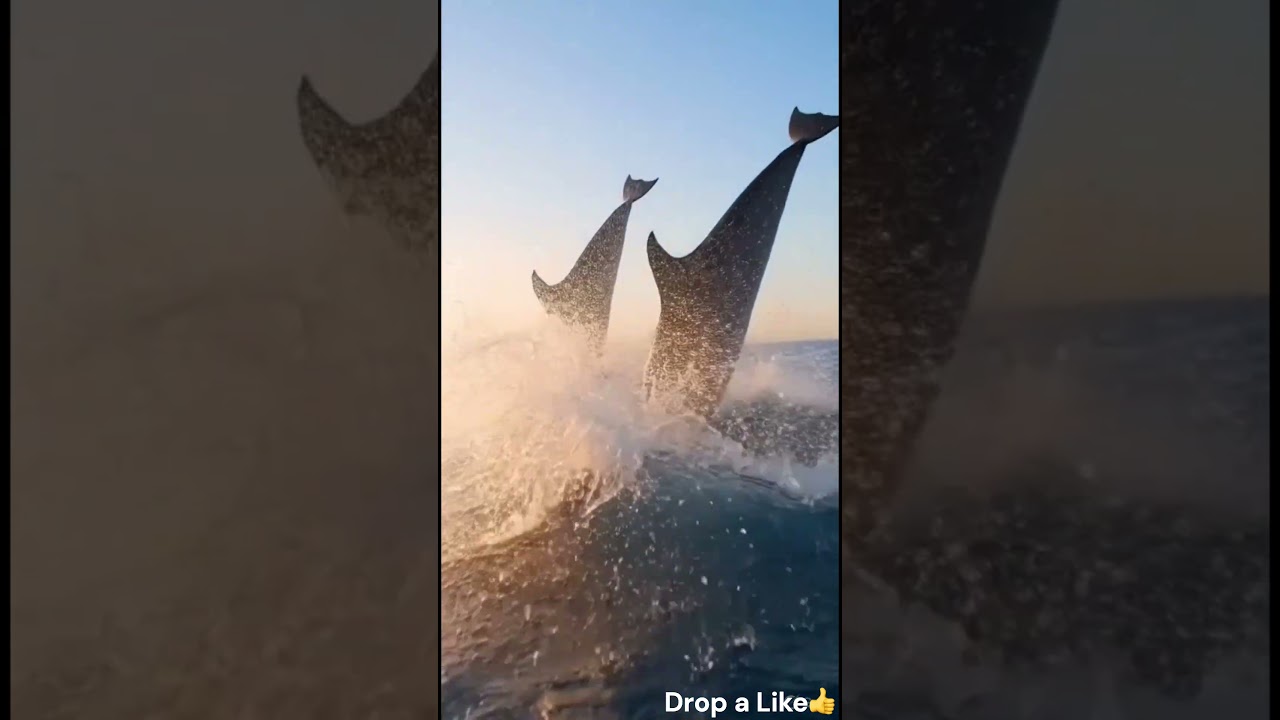 Wild Dolphins Leaping Through the Deep Blue Ocean #animalsofearth #shortsfeed