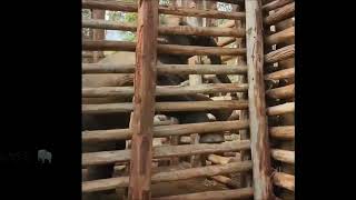 A Wild Elephant Inside The Croll Dubare, Kushalnagara