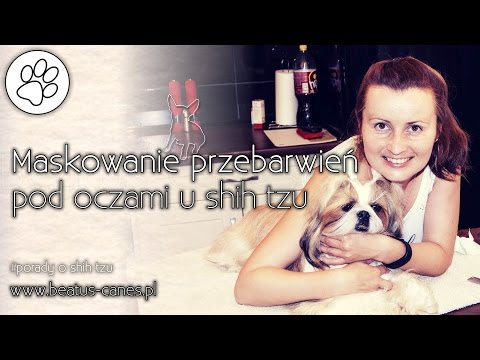 Maskowanie przebarwień pod oczami u shih tzu