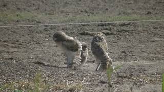 Pichones de Lechuza Athene cunicularia Esperanza Santa Fe Argentina 2023