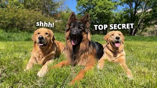 Funny Differences Between My 3 Dogs