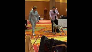 Dove at German Shorthaired Pointer Club American National Specialty Dog Show