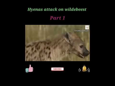 Wild Animals vudeos hyenas attack on wildebeest | Animal Hunt