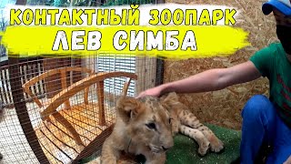 Контактный Зоопарк в Харькове / Какие есть животные / Лев Симба