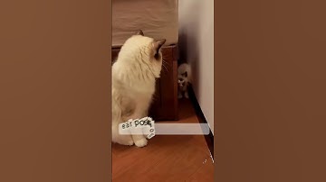 "How Cats Communicate: The Secret of Feline Body Language" #cat #shorts