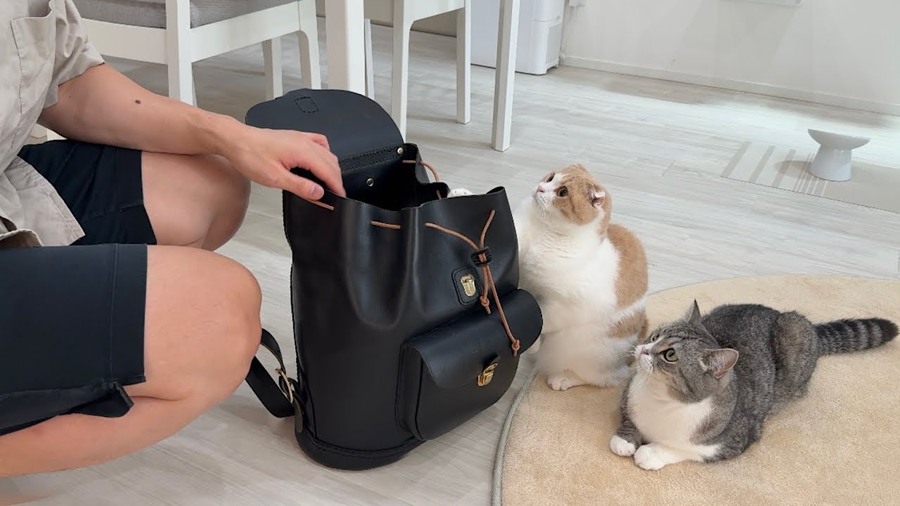 猫たちを家に置いて出張に行こうとしたら寂しくてまさかのこうなっちゃいました…