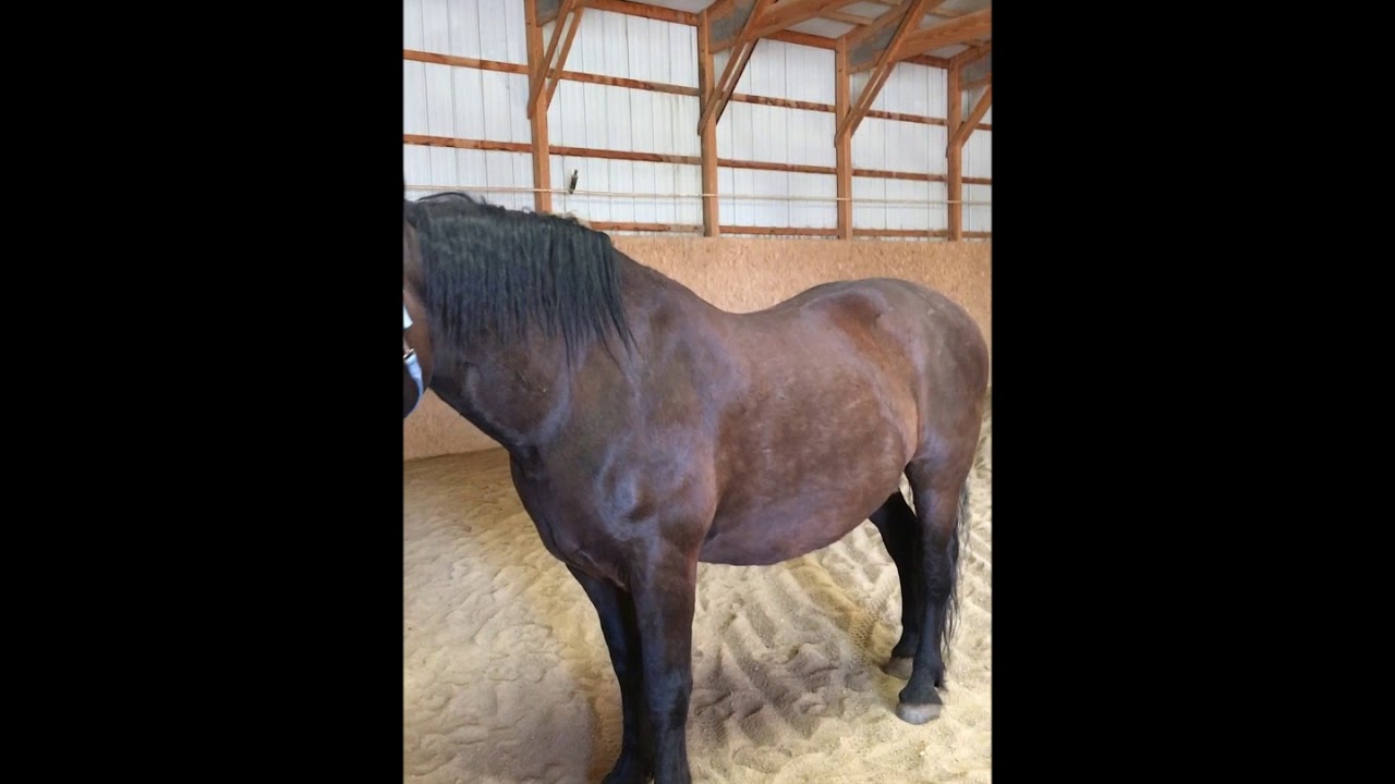 Assessing horse & rider weights YouTube