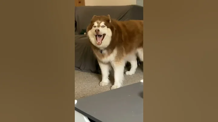 Husky sound 😁 like