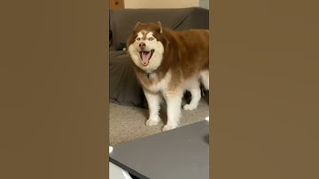 Thumbnail of Husky sound 😁 like