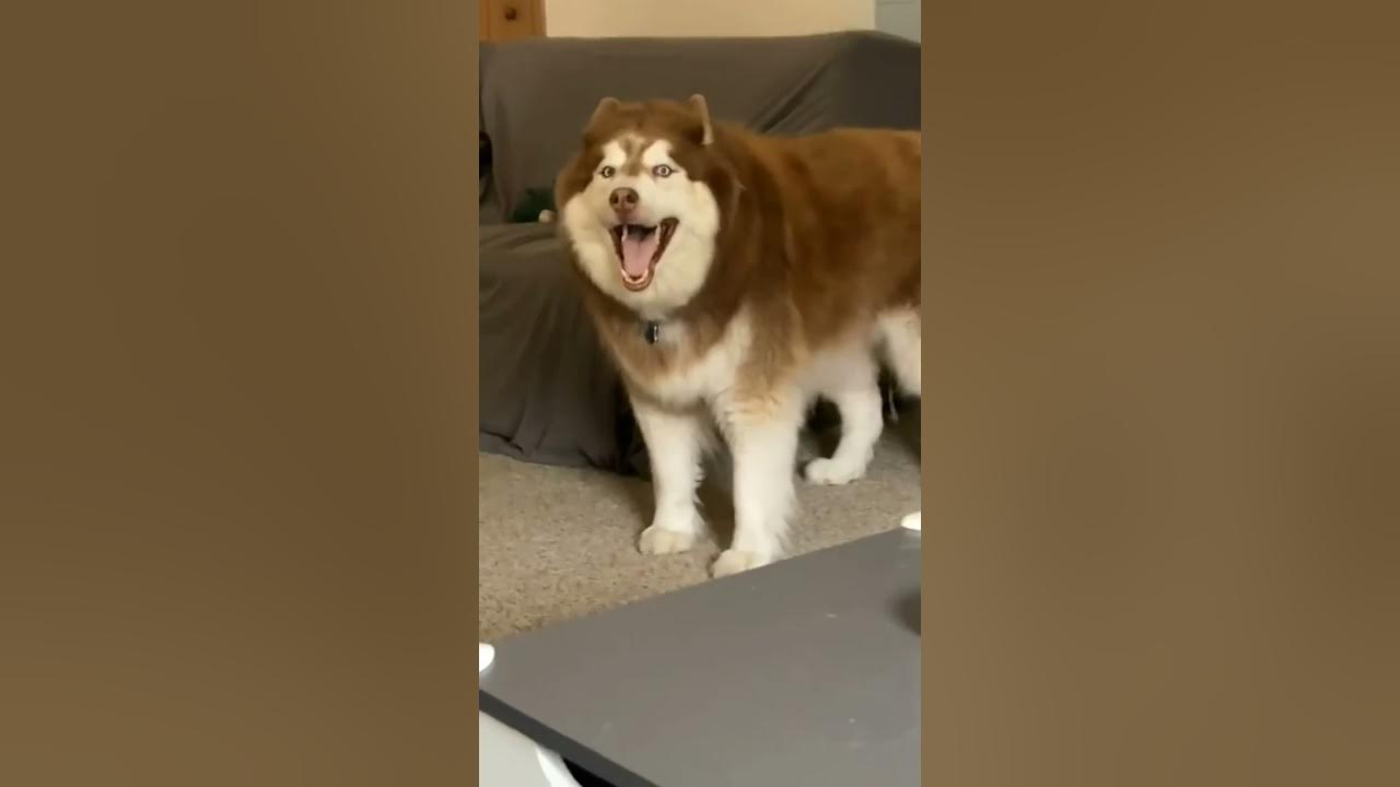 Husky sound 😁 like