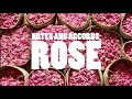 Notes and accords rose