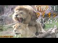 【百獣の王の愛】重なり合うライオンの夫婦〜愛知県「東山動物園」の動物〜