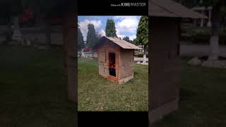 Passi City College BFP INTERSHIP 2019-2020