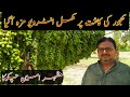 Khajoor Farming in Pakistan interview MZHAR AMEEN CHKOKA—AZHAR JAHAHNGIR AZEEMI